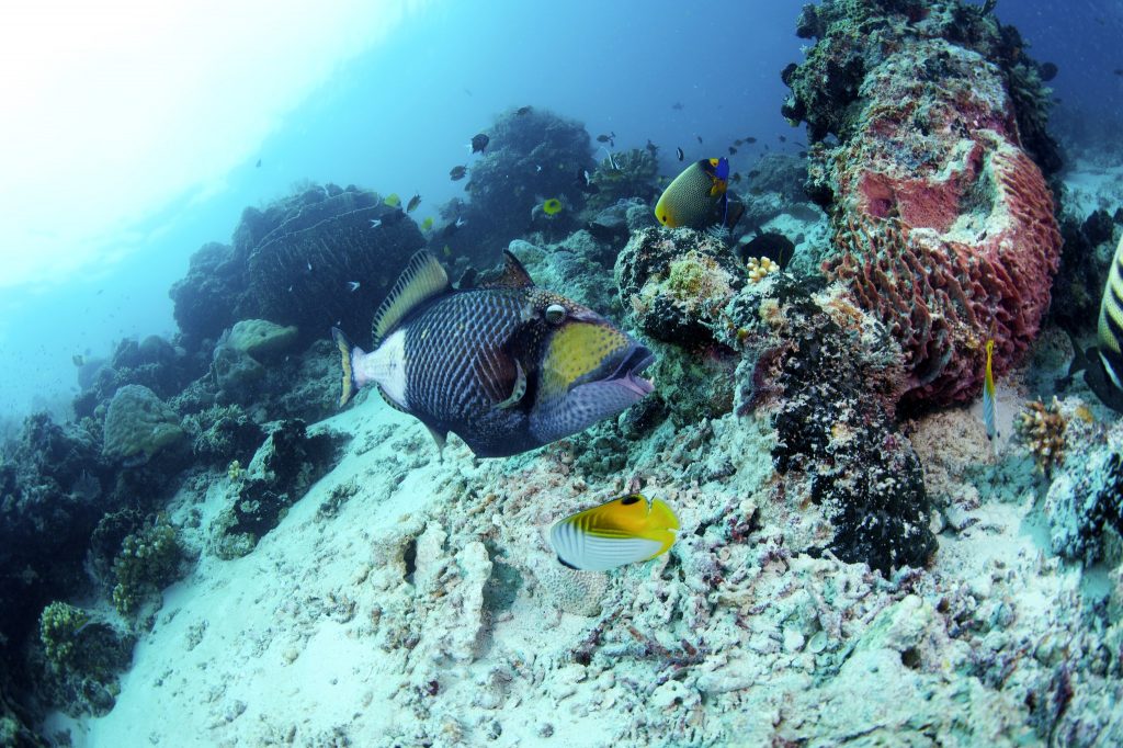 Sipadan Island, sabah malaysia