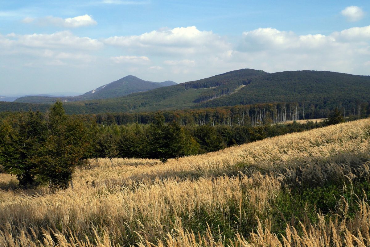 Local vineyard in Slovakia 