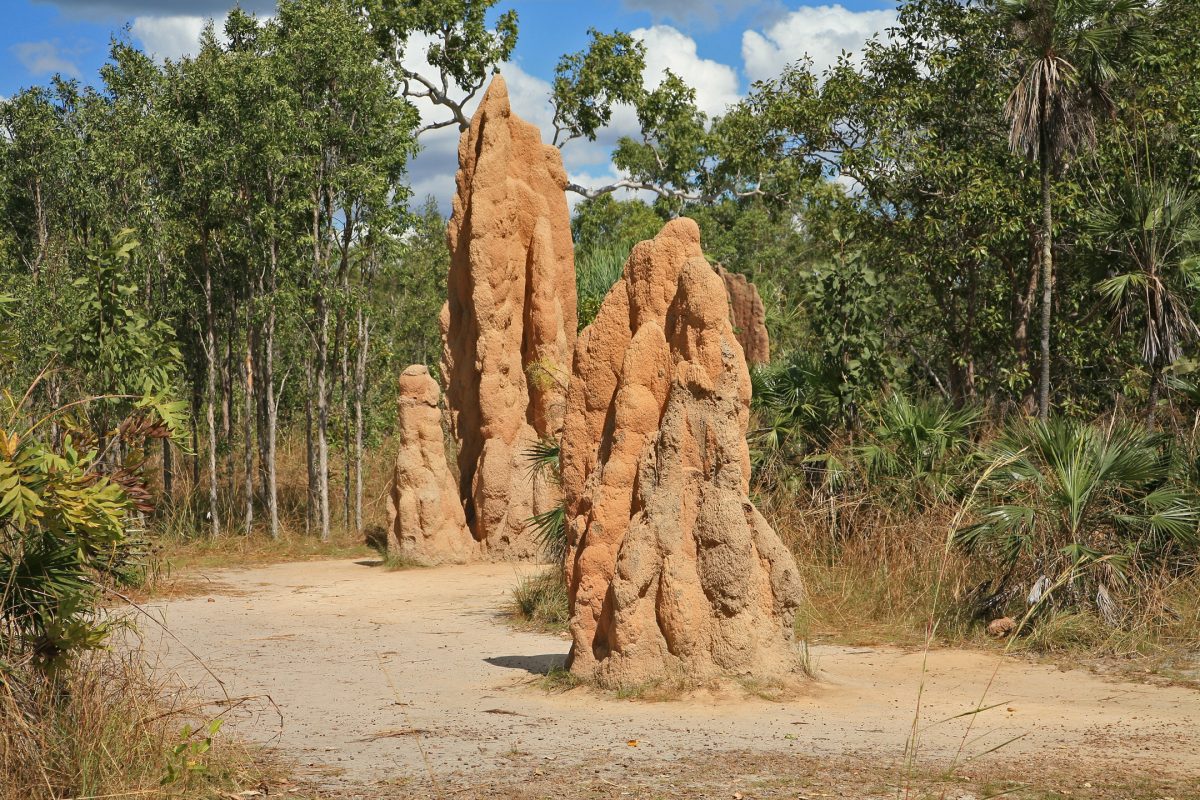 Magnetic Termite Mounds in Litchfield National Park