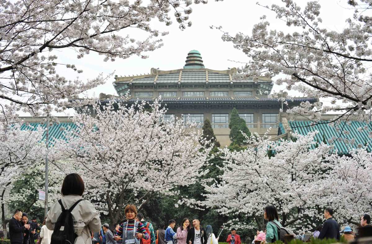 fiore di ciliegio, wuhan