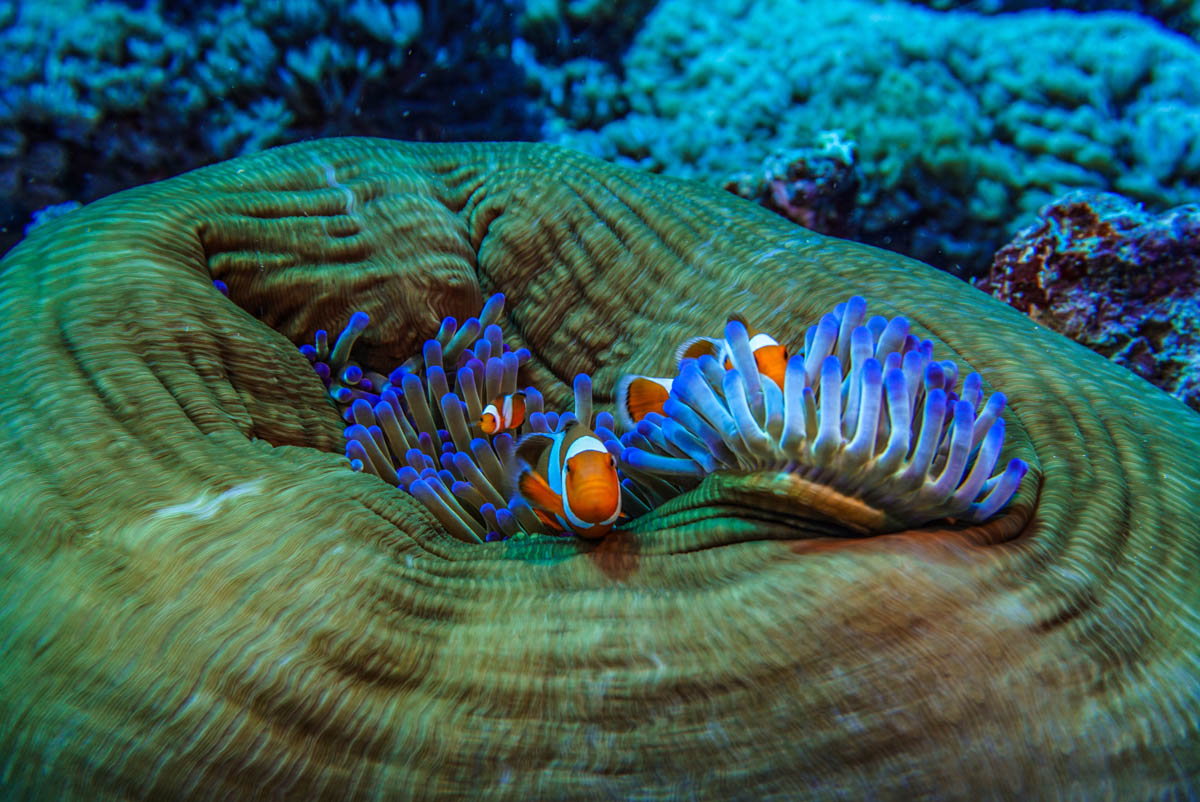 Diving in Gili Trawangan Diving in Gili Trawangan