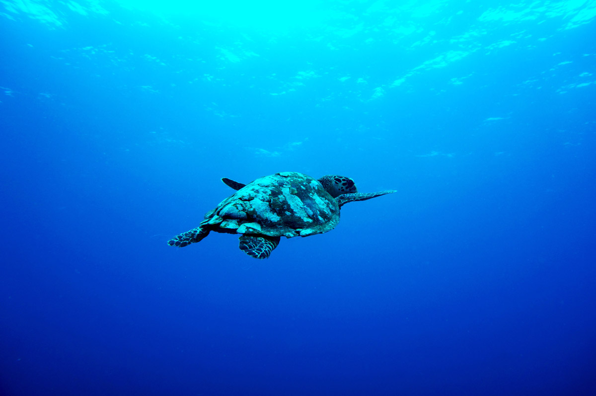 Snorkel with Turtles in Gili Snorkel with Turtles in Gili