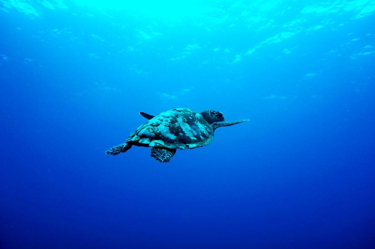 turtle swimming in the ocean of Gili island, Indonesia