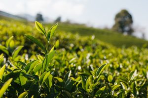 Tea leaves at a tea plantation