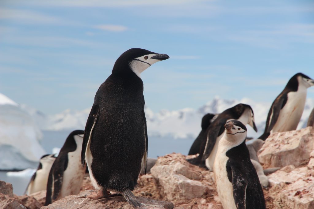 Penguins on Vacation