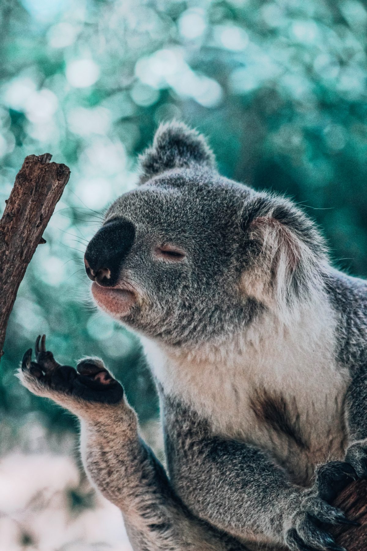 Koalas, Noosa National Park