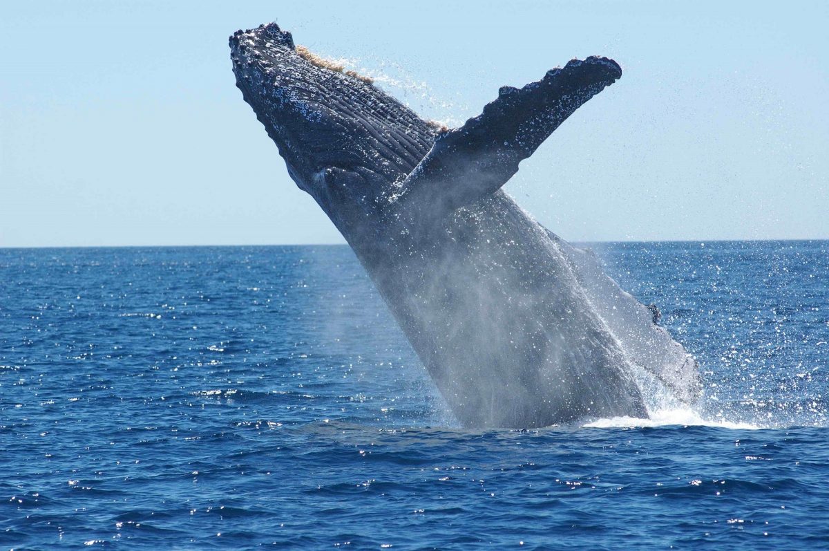 Humpback whale, whale watching, Sunshine Coast