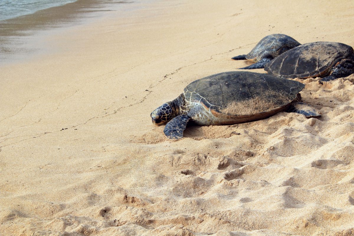 endangered derawan turtle on the beach of indonesia islands
