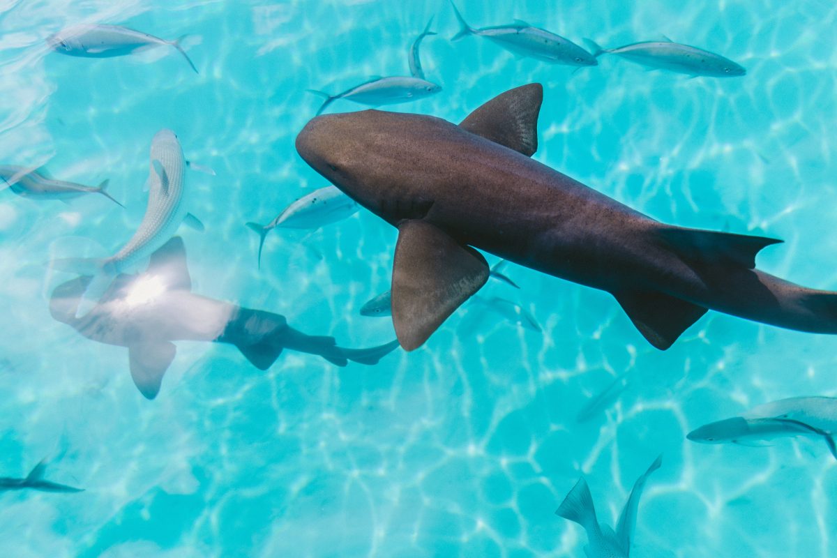 rare swimming karimun fish in the ocean of indonesia islands