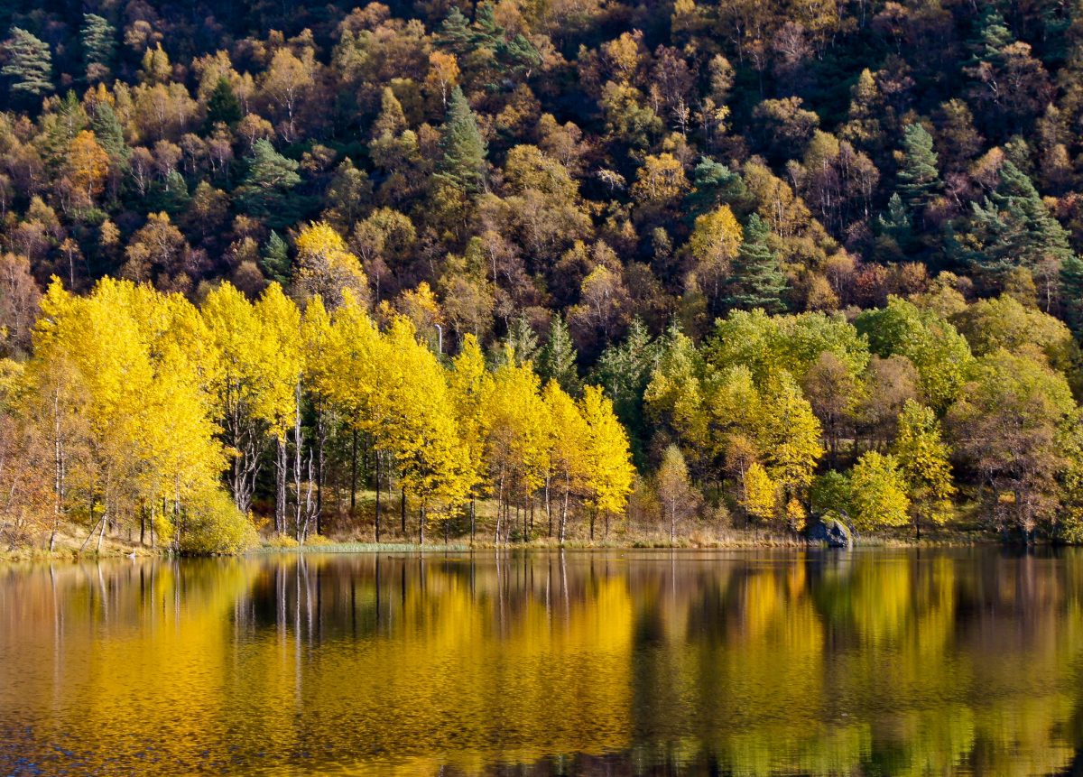 lake, tree, hordaland