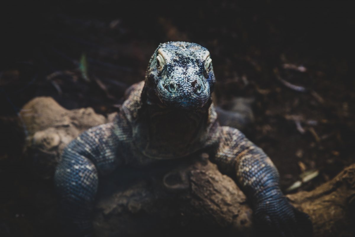 Komodo lizard in Komodo island, Indonesia