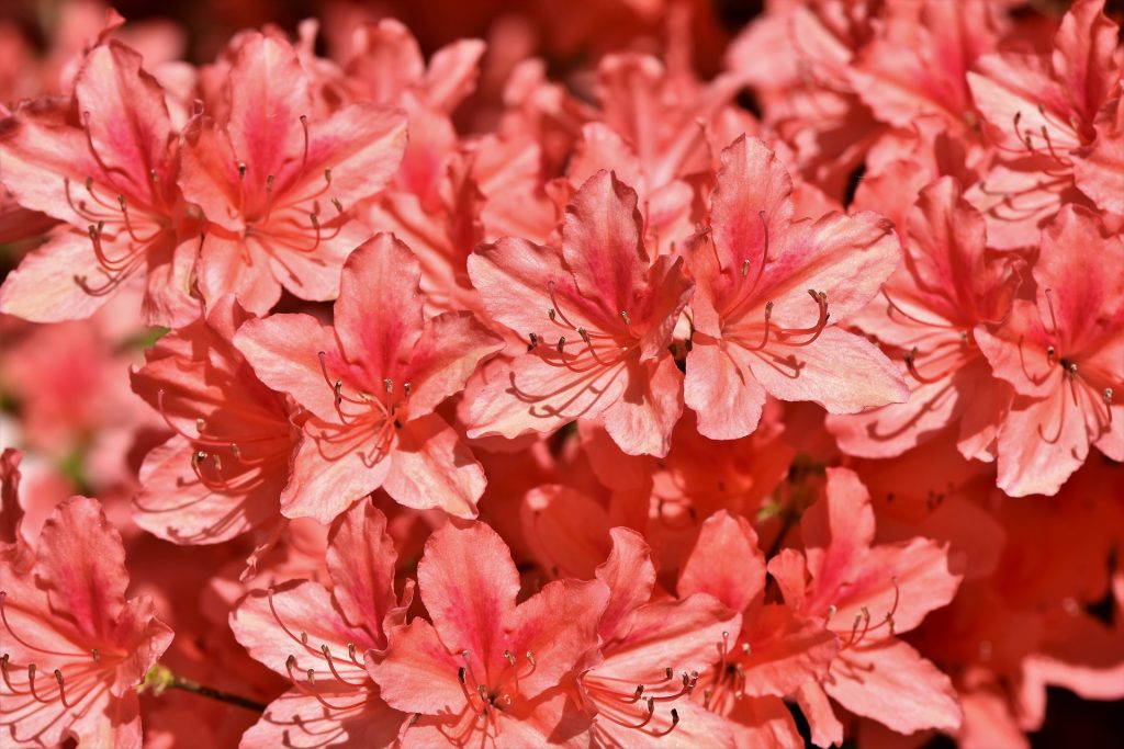 Rhododendrons, Blackheath
