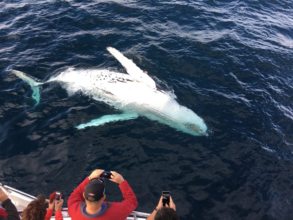 Whale Norway