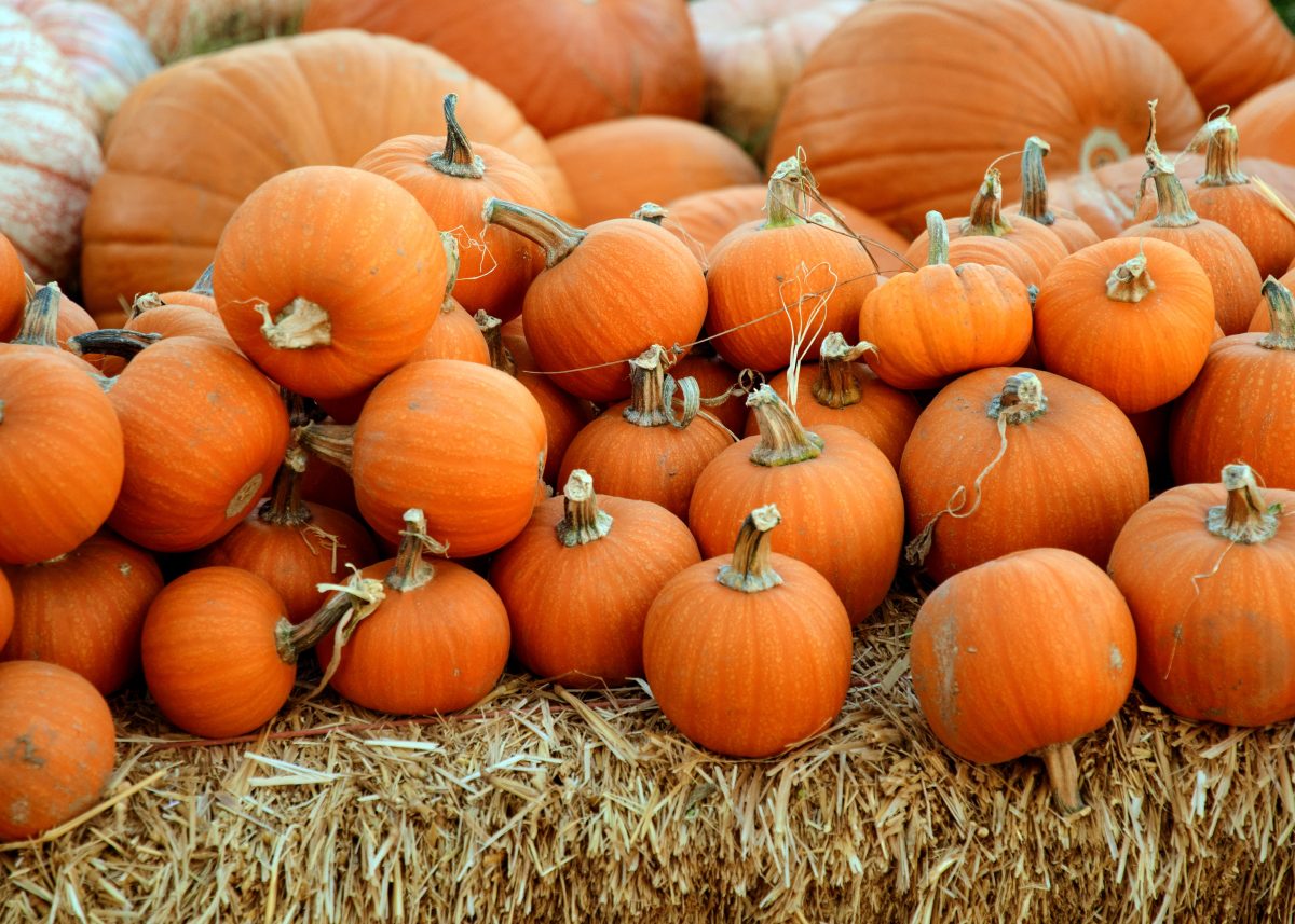 Pumpkin Patch Pumpkin Patch