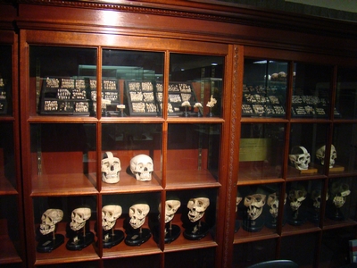 An intersting picture of a shelf of skulls in Museum Vrolik An intersting picture of a shelf of skulls in Museum Vrolik