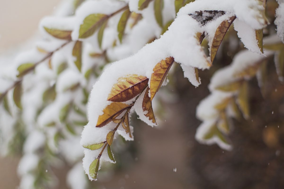 Closeup shot of snow on top of green and brown leaves on small tree branches