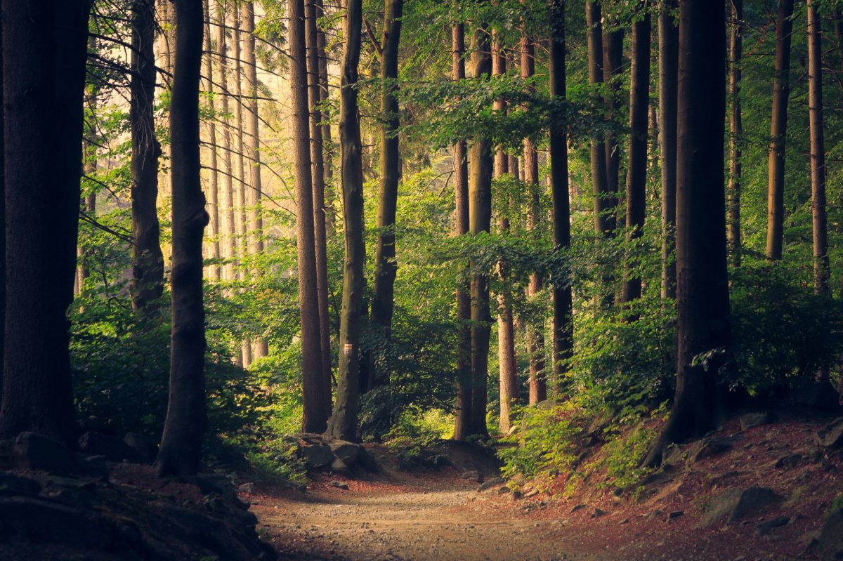 The woods with tall, thin trees with mellow sunlight