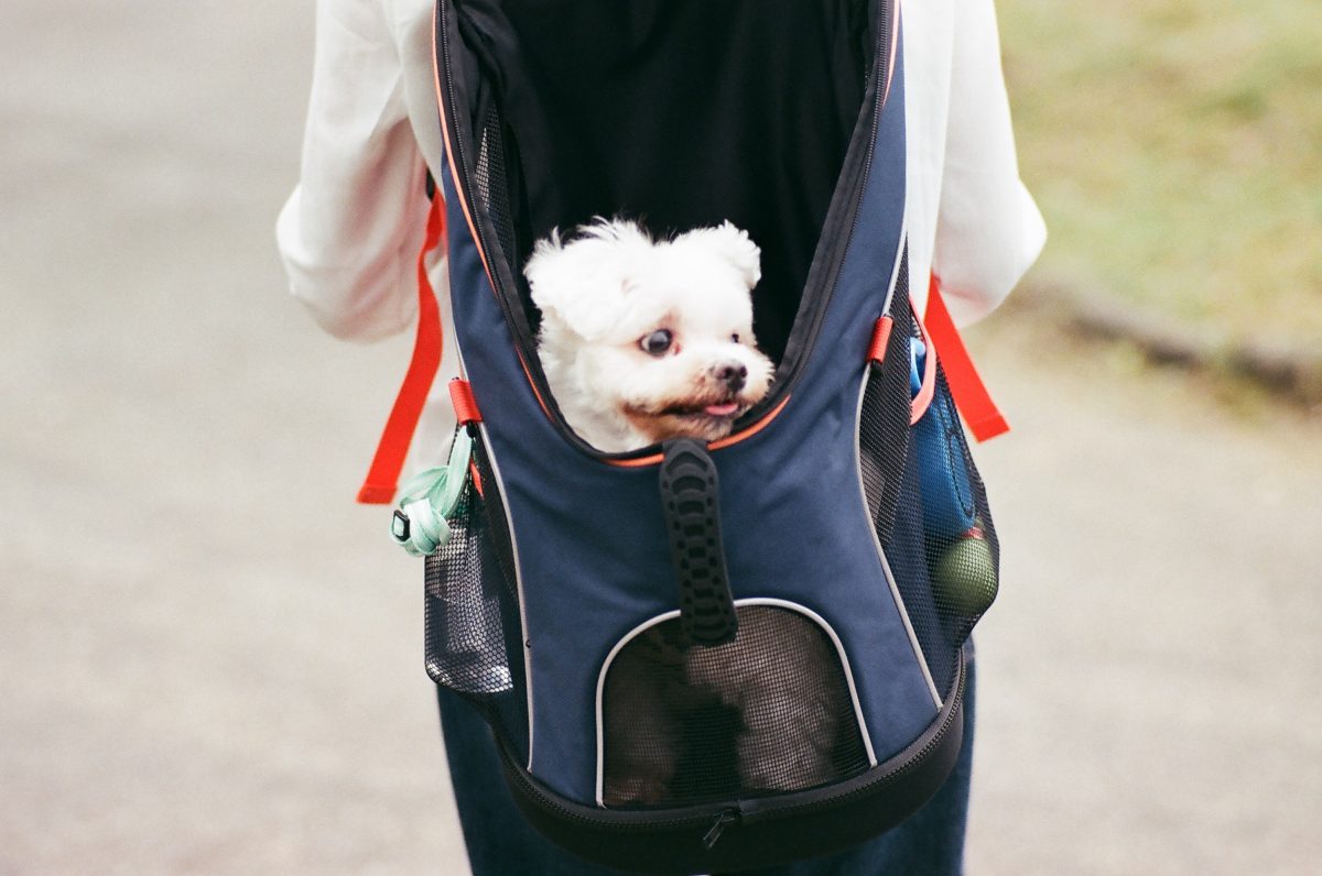 chiang-henry-gfQrRHtCeJY-unsplash Photo of a small white dog peeking out of an open blue dog backpack with a person carrying the backpack wearing a white top and black jeans