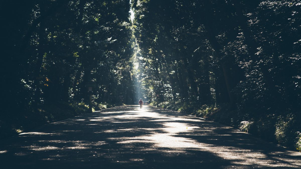 Photo of Yoyogi Park’s wide walkway with trees on both sides and a person walking in the distance, with the walkway being partially illuminated by the sunlight through the thick trees