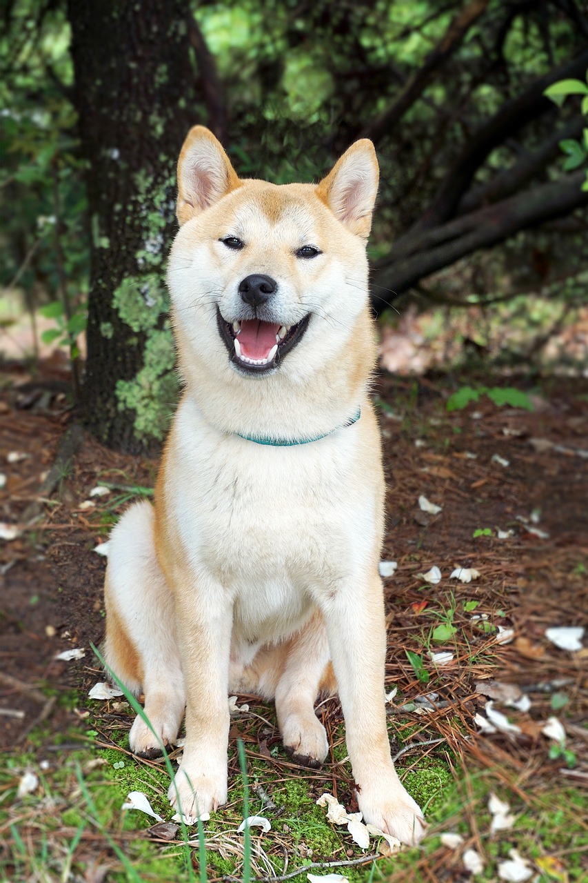 Photo of a Shiba Inu Japanese dog that’s white and brown-orange, the dog is smiling while looking straight into the camera, the dog is sitting on the ground with a bit of vegetation in the foreground and a tree nearby in the background