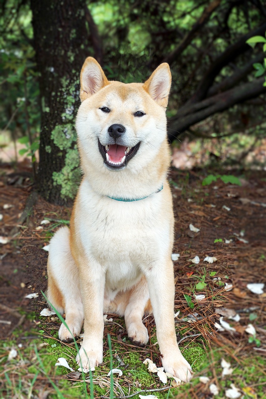 Photo of a Shiba Inu Japanese dog that’s white and brown-orange, the dog is smiling while looking straight into the camera, the dog is sitting on the ground with a bit of vegetation in the foreground and a tree nearby in the background Photo of a Shiba Inu Japanese dog that’s white and brown-orange, the dog is smiling while looking straight into the camera, the dog is sitting on the ground with a bit of vegetation in the foreground and a tree nearby in the background