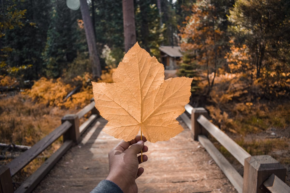 Person holding an autumn leaf