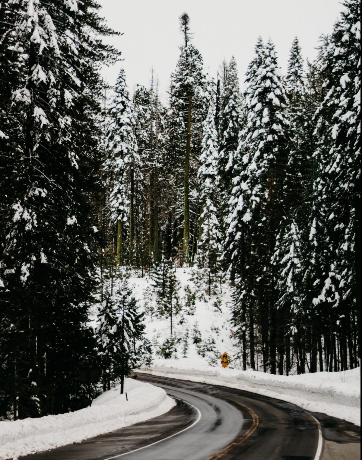 Pine trees covered in snow