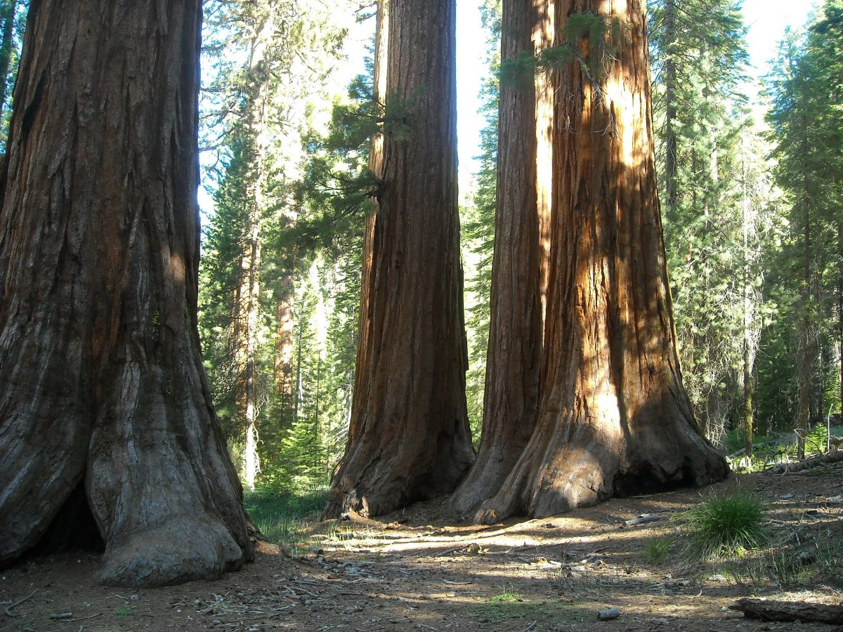 Giant sequoias at Mariposa Grove