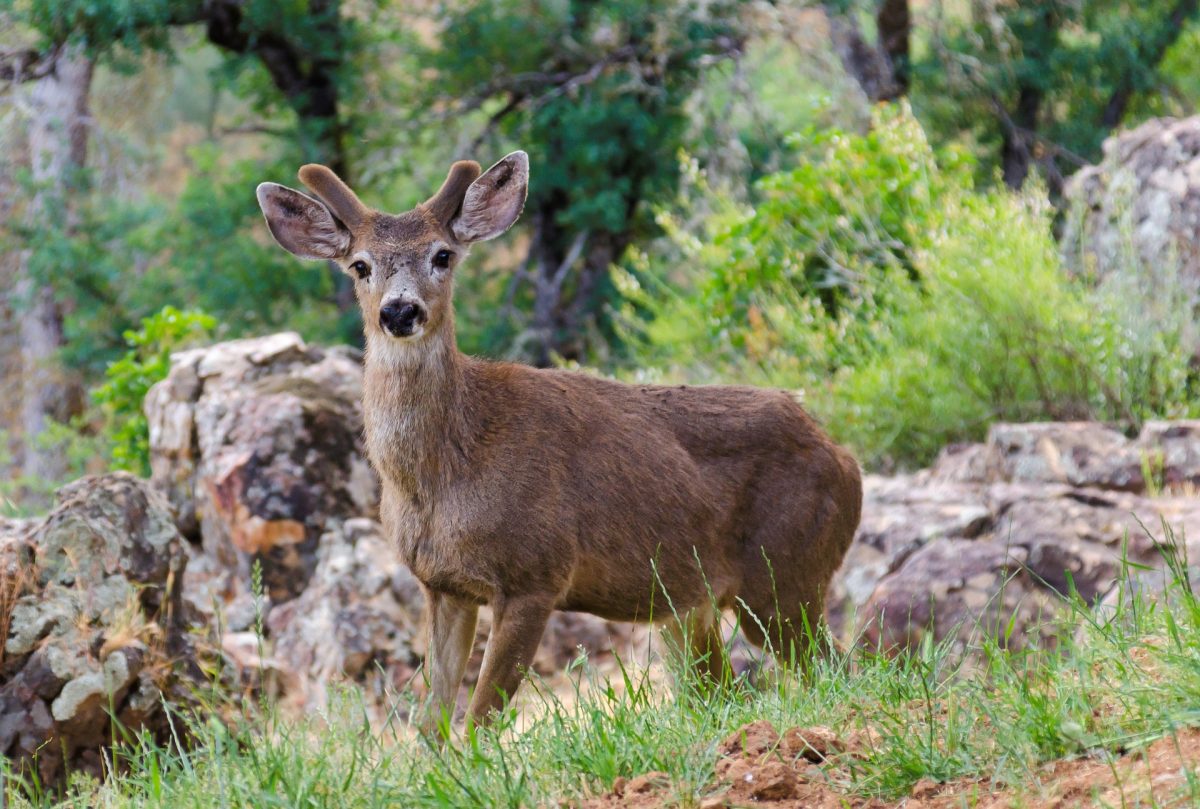 Mule deer looking at the camera