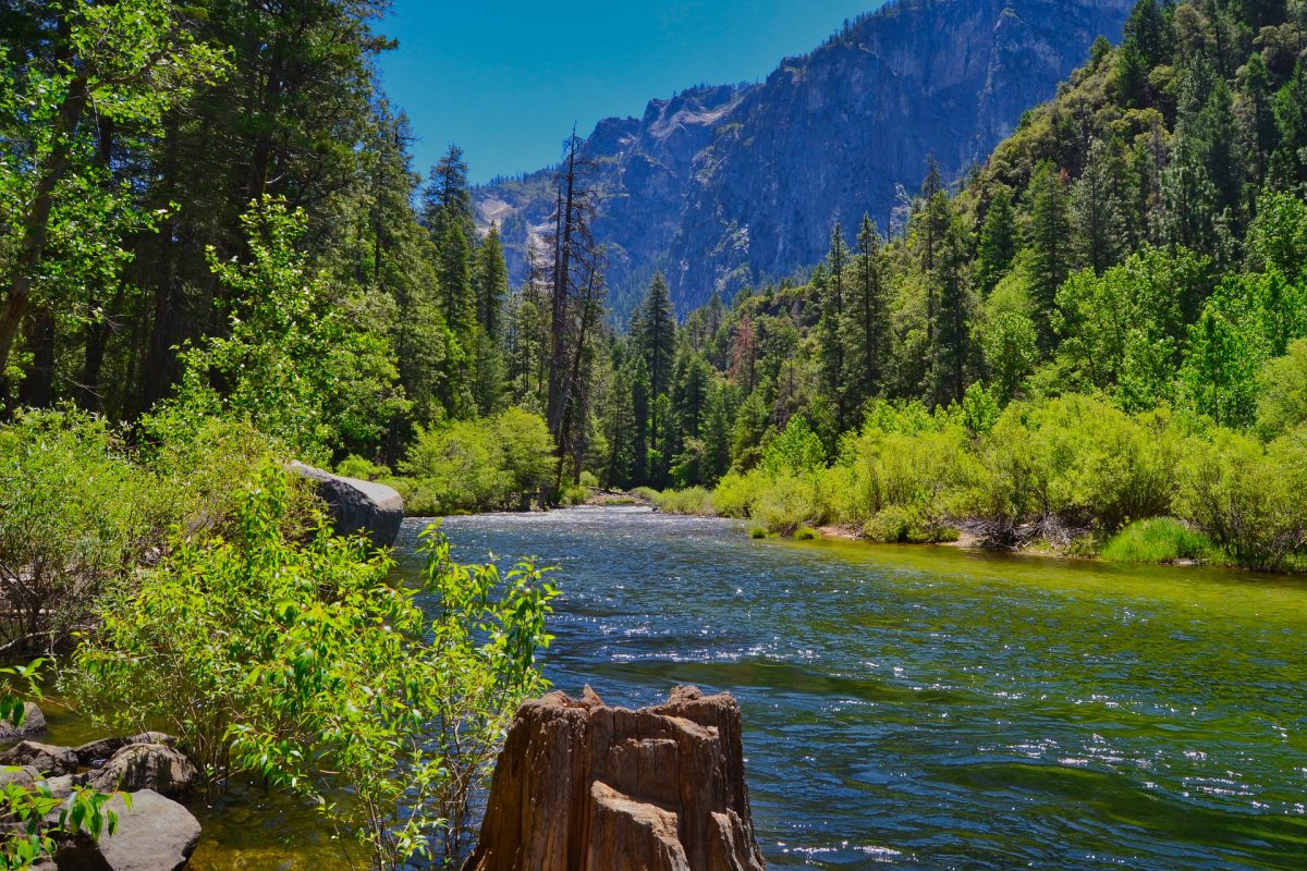 Riverbank at Yosemite National Park