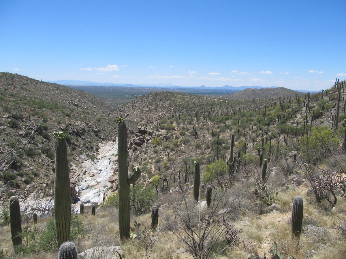 A view of cacti-riddled Tanque Verde Falls in Arizona with Tucson in the distance A view of cacti-riddled Tanque Verde Falls in Arizona with Tucson in the distance