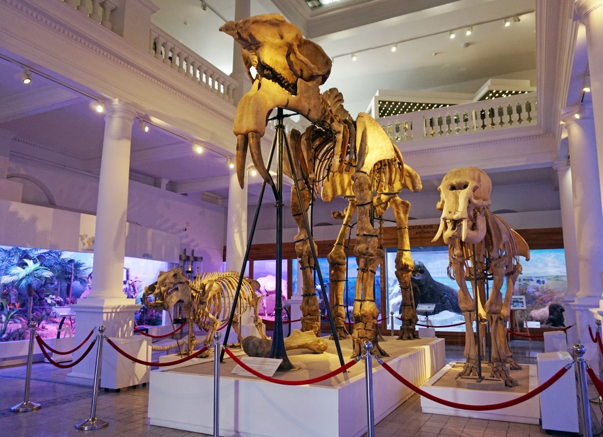 Bones of Animals at Grigore Antipa Natural History Museum