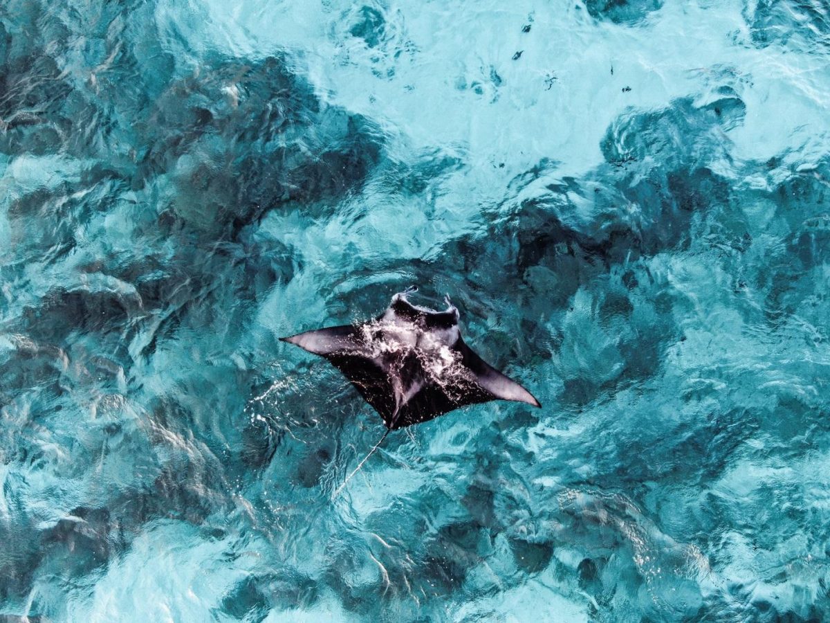 photo of a black sting ray swimming under water photo of a black sting ray swimming under water