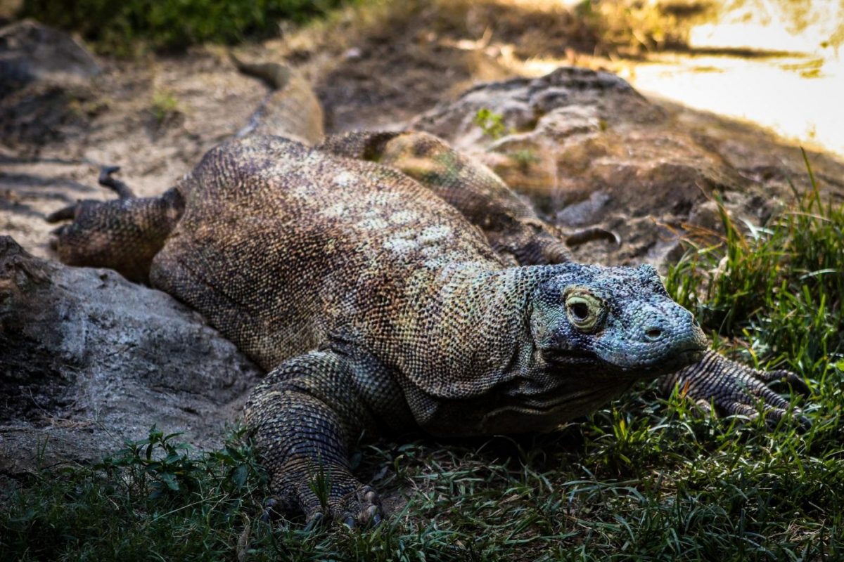 photo of a komodo dragon after drinking water photo of a komodo dragon after drinking water