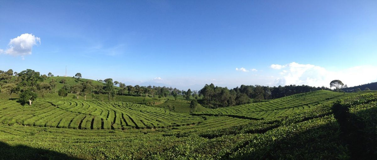 A panoramic view of a tea valley in Bandung, Indonesia