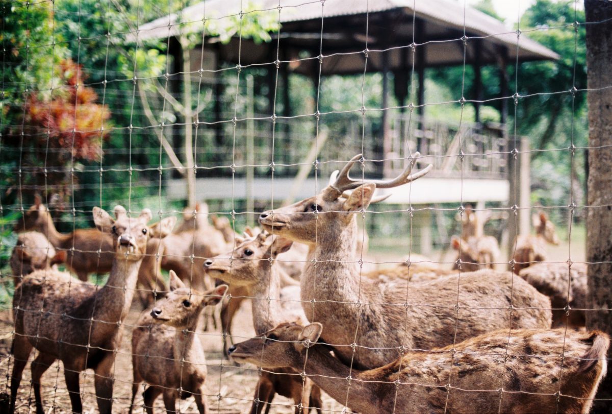 A herd of deer gather near the fence of an enclosure in Bandung Zoo, Bandung, Indonesia