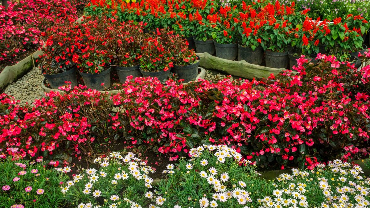 Rows of begonia flowers are lined up in Bandung, Indonesia