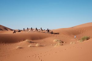 Camels travel the vast and soft sands of the African desert