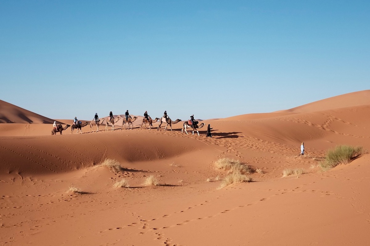 Camels travel the vast and soft sands of the African desert Camels travel the vast and soft sands of the African desert