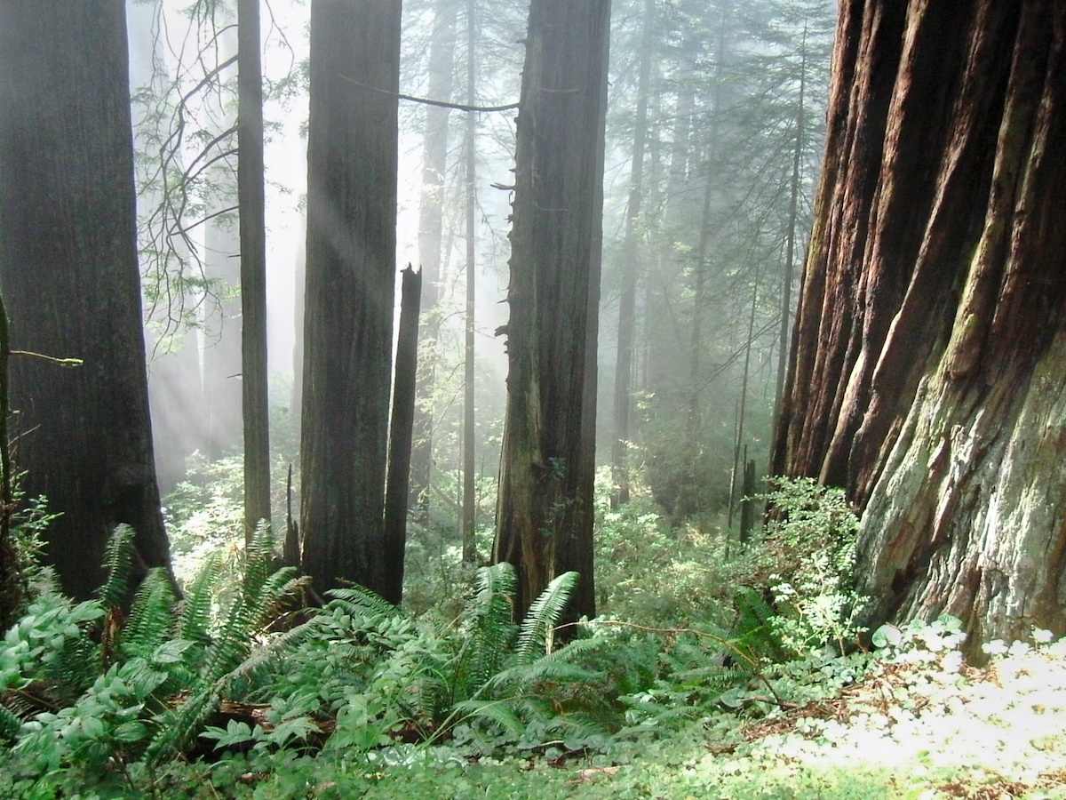 A glimpse of the giant redwoods around Crescent City Redwoods in California