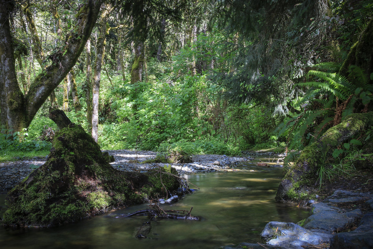 Prairie Creek surrounded by some of the tallest trees in the world