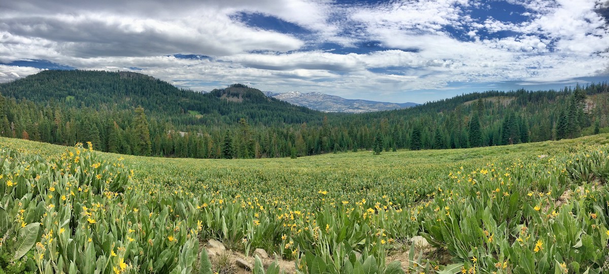 The lush view of Barker Pass Road on Tahoe National Forest