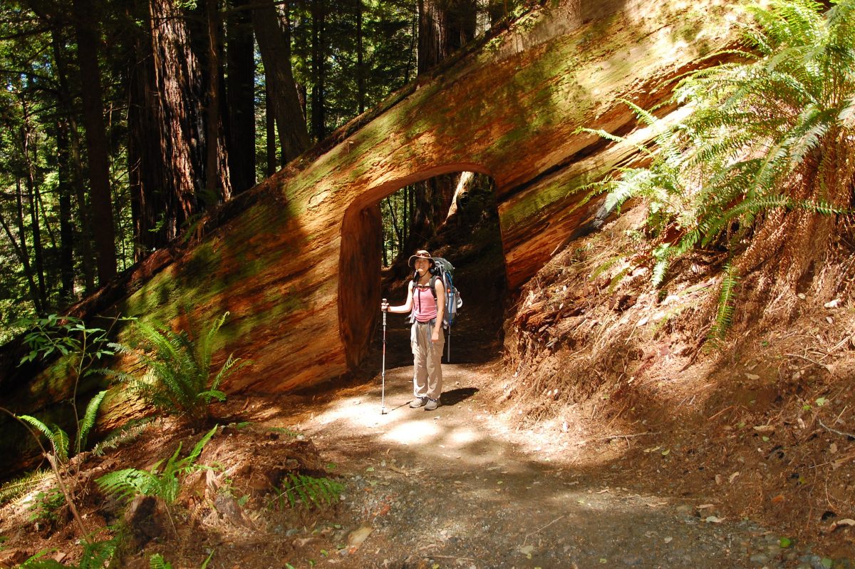 Camper in one of Redwood Parks' 300 Camping Spots