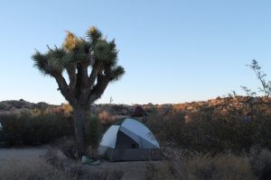 A tent pitched beside a Joshua tree in California