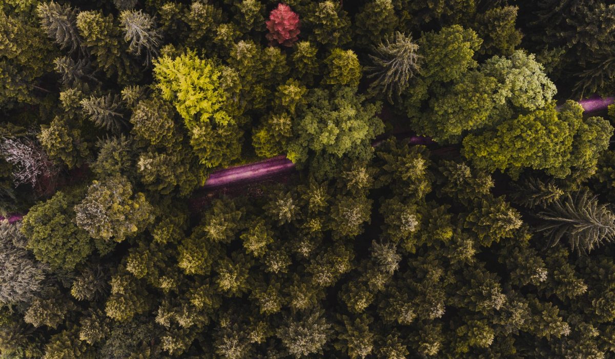 The 15 Best Things to Do in Black Forest, Germany Black Forest by David Ress from Unsplash 1200x700 - The 15 Best Things to Do in Black Forest, Germany