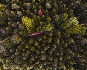 Black Forest by David Ress from Unsplash 300x240 - 15 Things To Do in Bonn, Germany