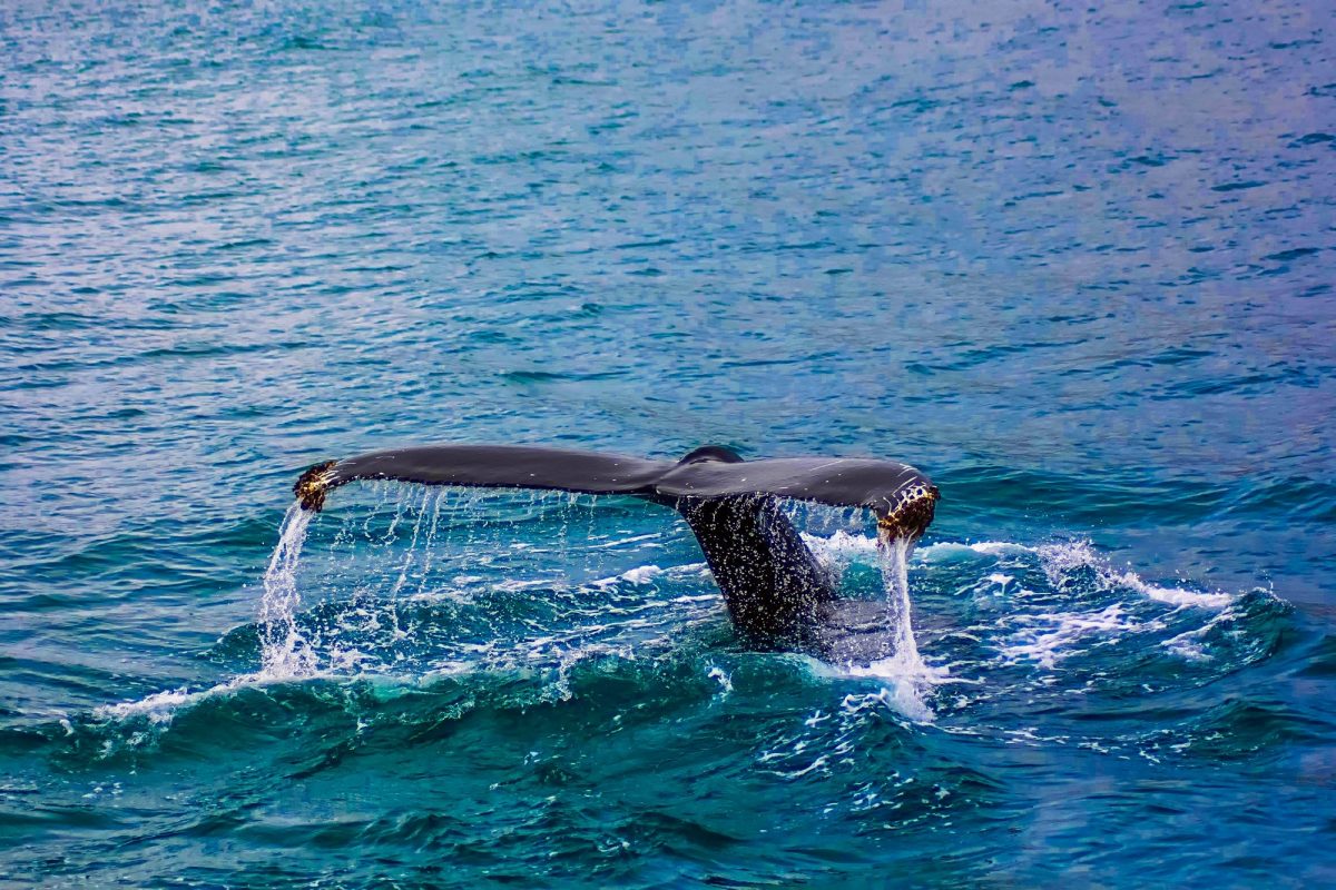 a photo of a whale's flukes in the ocean a photo of a whale's flukes in the ocean