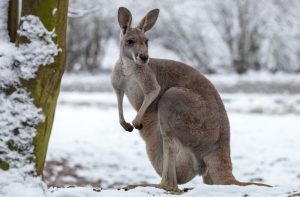 Kangaroo in the snow