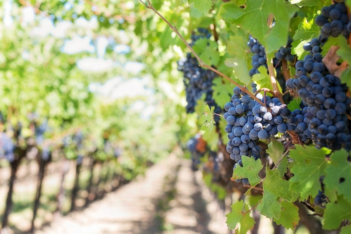 a vineyard with ripe grapes