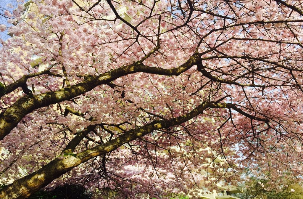 Blossoming trees in Vancouver during spring